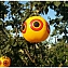 Шар-отпугиватель птиц визуальный надувной Глаза хищника (Пугало) #8