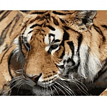 RSB1291 Набор для раскрашивания