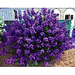 GX3347 Набор для раскрашивани