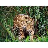 GX22038 Набор для раскрашивания