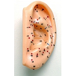 Модель для акупунктуры Ухо, масштаб 1:1