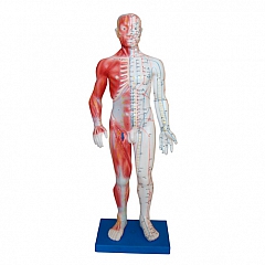 Модель для акупунктуры и анатомии - Человек (60см)