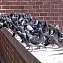 Шипы от птиц металлические противоприсадные Игла П-2, длина 50 см #1