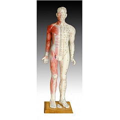 Модель для акупунктуры и анатомии - Человек (84см)