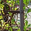 Садовая арка для растений "Найди", опора, цвет коричневый 90х150х250 см #2