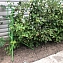 Опора-шпалера "Найди" для малины, растений, цвет зеленый, 1200х480х15 мм, 2 шт. #5