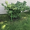 Кустодержатель-опора металлич. "Найди" для смородины, крыжовника, растений, цвет зеленый, диаметр 80 см, высота 70 см #3