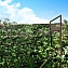 Опора-шпалера "Найди" для малины, растений, цвет зеленый, 1200х480х15 мм, 2 шт. #2