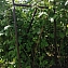 Опора-шпалера "Найди" для малины, растений, цвет коричневый, 1200х480х15 мм, 2 шт. #2