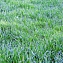 Семена газона Зеленый Квадрат Green Meadow, быстровосстанавливающийся, 1 кг #1