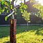 Защита кустов и деревьев Мастер Сад 4 секции по 35 см, выс. 21 см, коричневый #1