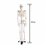Учебное пособие-макет Скелет человека анатомический на подставке 85 см